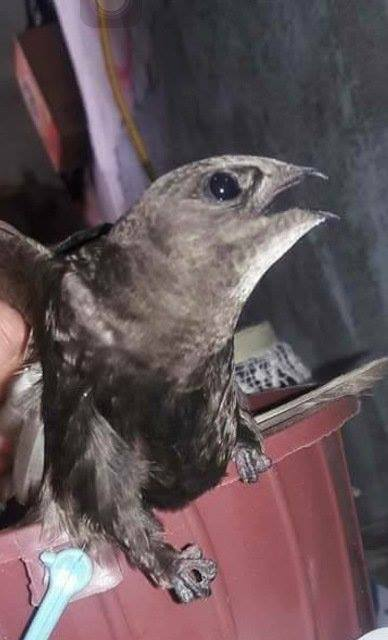 ظهور طير الابابيل في كركوك